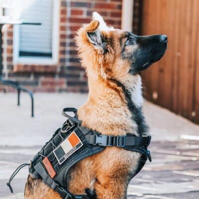 Badass Dog Harness