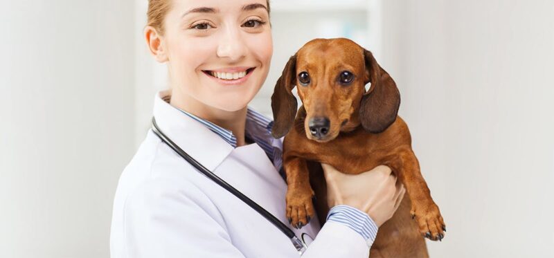 can dogs live with a collapsed trachea intro