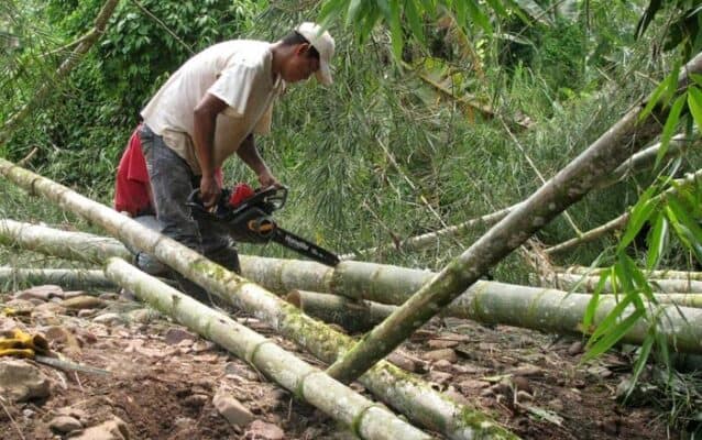 harvesting bamboo poles