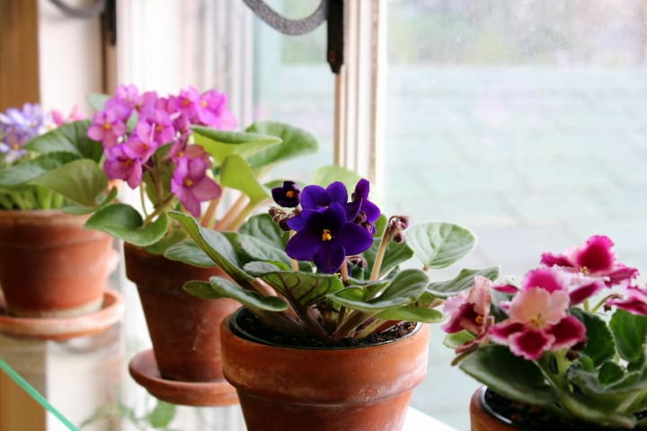 how to bring an African violet back to life