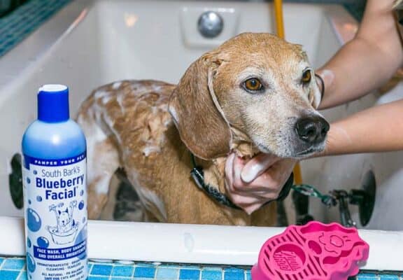 blueberry facial for dogs