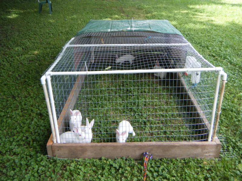rabbit running pen wire