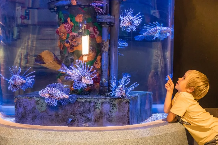 best aquariums reviews