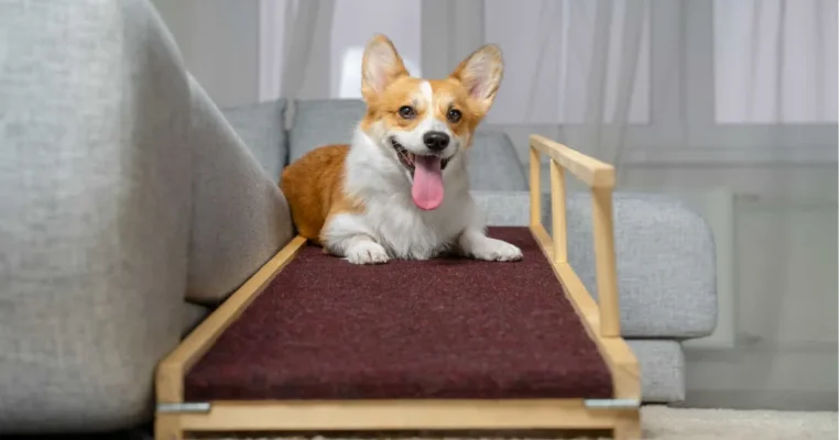 Best Dog Ramp For Bed