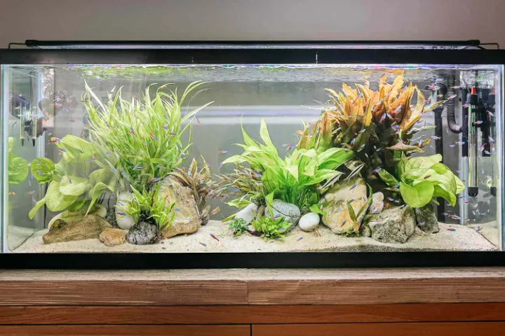 best aquariums reviews