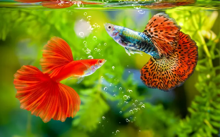 best aquariums reviews