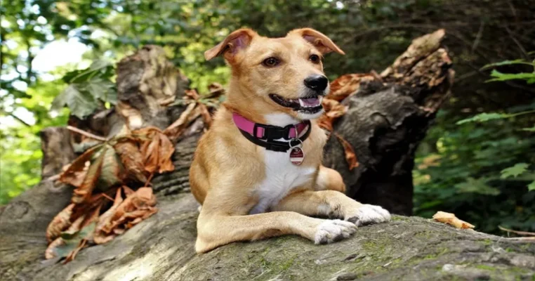 best electric dog fence systems